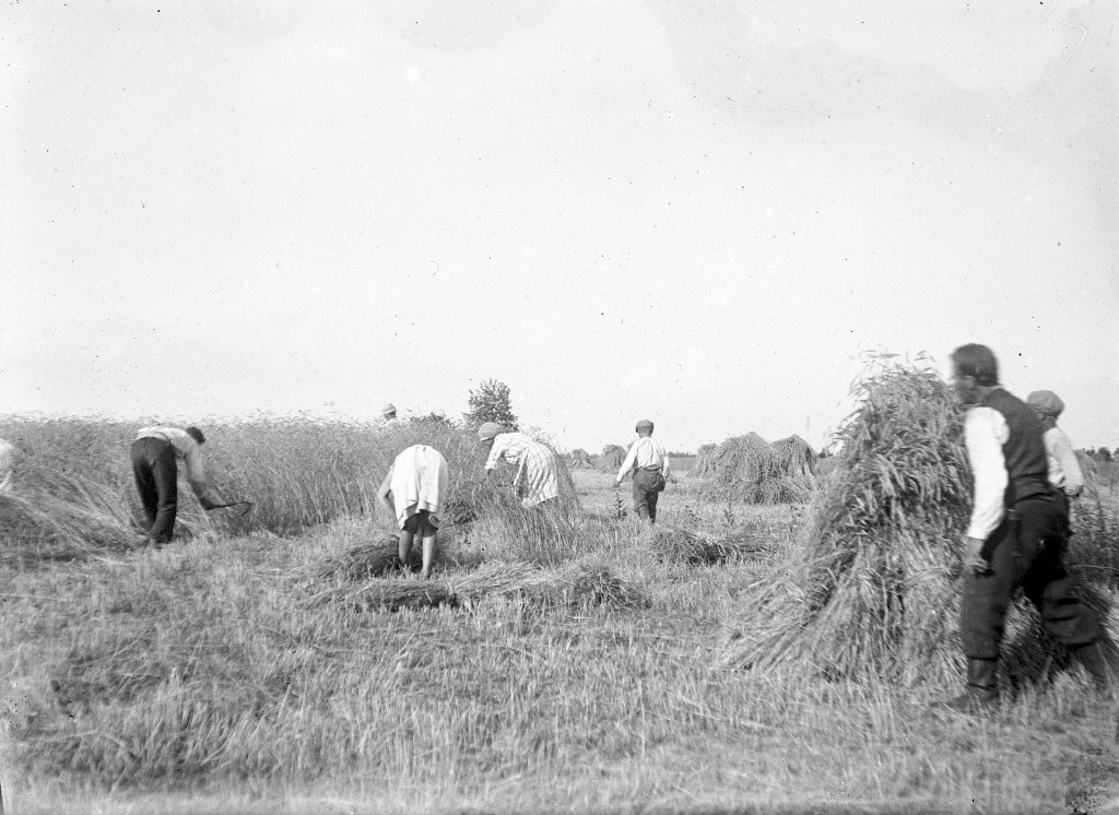 Elonkorjuuta käsin vuonna 1930. Miehet leikkaavat viljan sirpillä, naiset sitovat korret käsin lyhteelle ja lapset rakentavat lyhteistä kuhilaita.