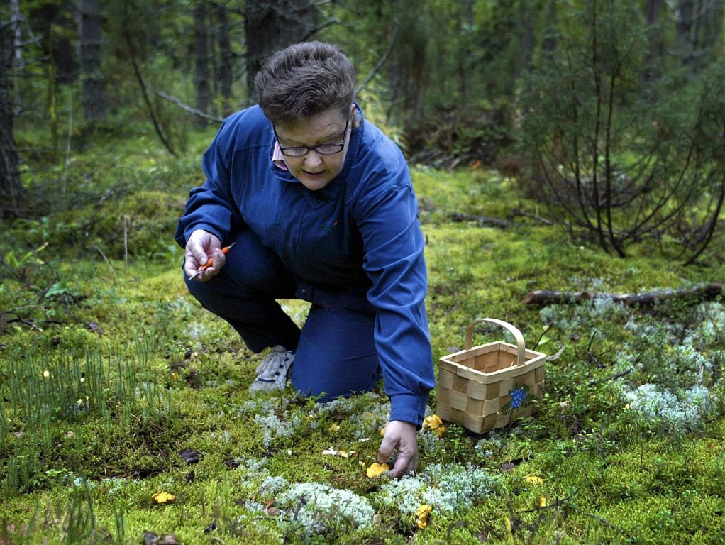 Pirjo Määttä keräämässä kantarelleja syksyllä 2007.