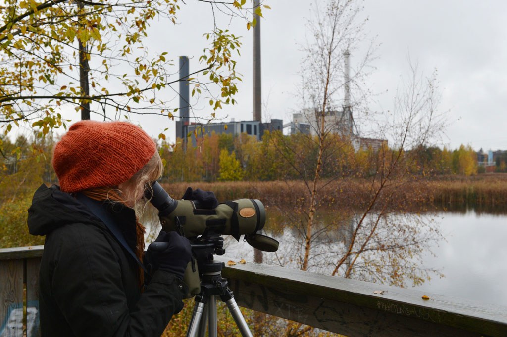 Suomenojan jätevedenpuhdistamon ylivuotoallasta kiertää luontopolku, jonka varrella on kaksi lintutornia.