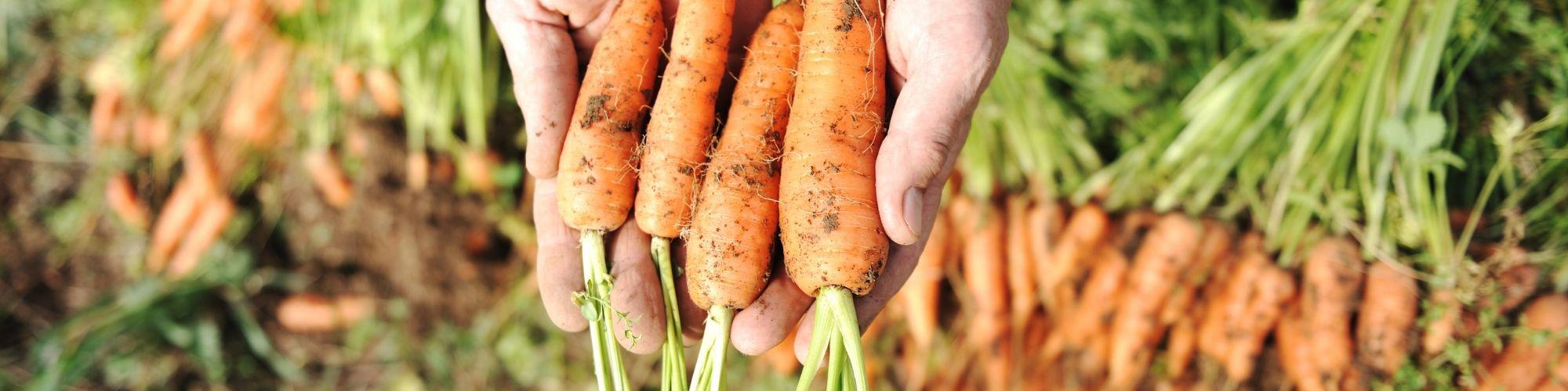 Морковь после капусты можно. Выращивание культурной моркови. Где выращивается культурная морковь.